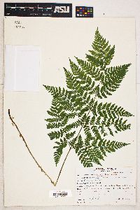 Dryopteris campyloptera image