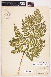 Dryopteris campyloptera image