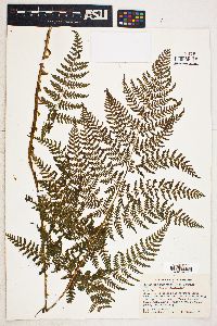 Dryopteris campyloptera image