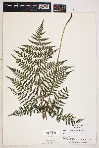 Dryopteris campyloptera image