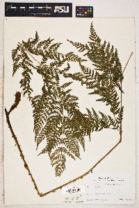 Dryopteris dilatata image