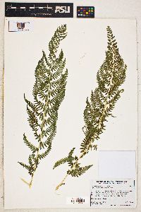 Dryopteris filix-mas image