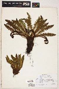 Dryopteris fragrans image