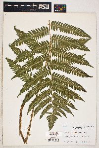 Dryopteris goldieana image