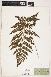 Dryopteris goldieana image