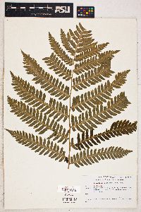 Dryopteris goldieana image