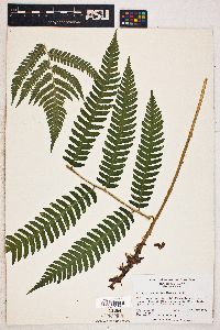 Dryopteris goldieana image