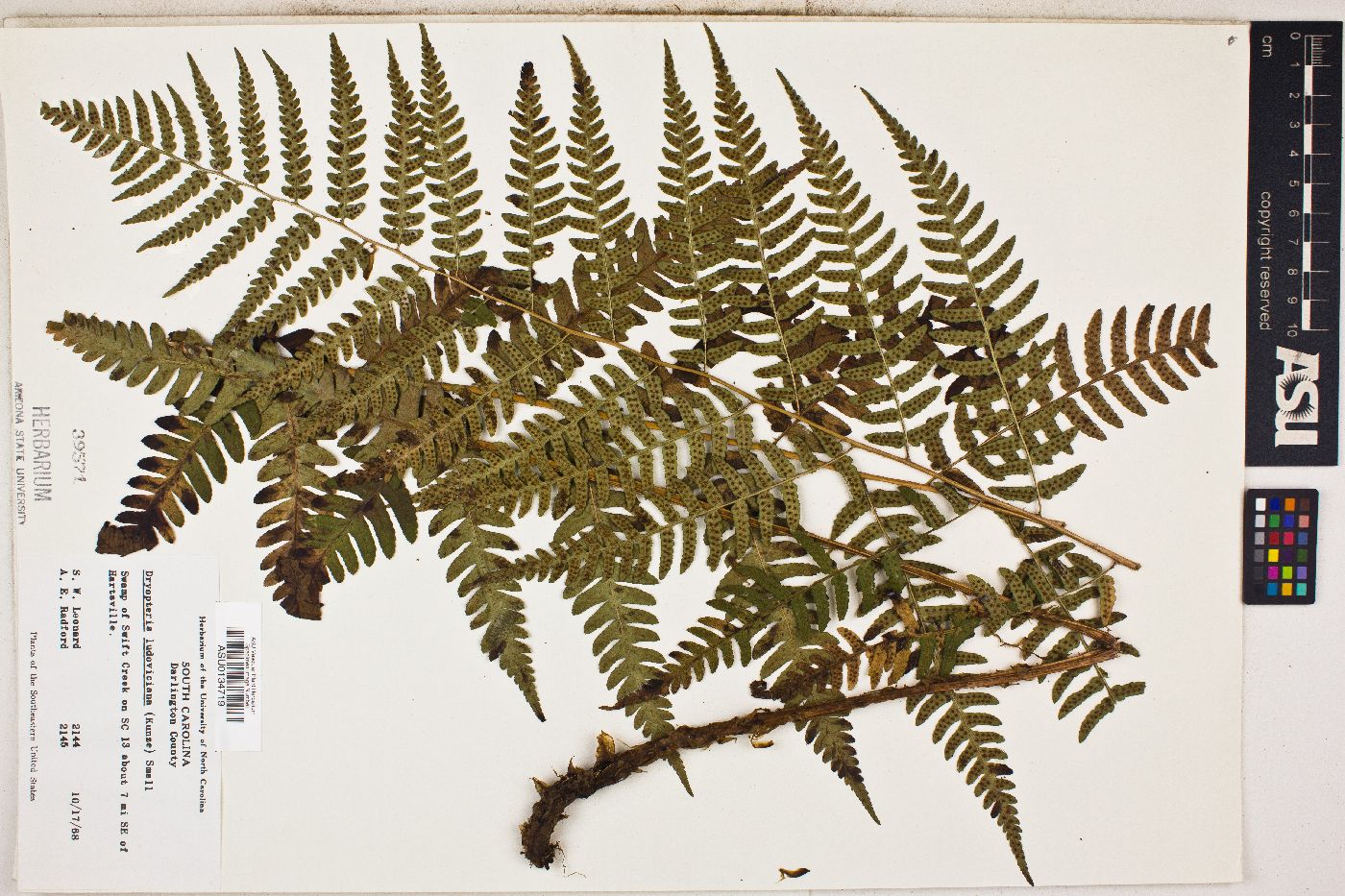 Dryopteris ludoviciana image