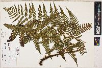 Dryopteris ludoviciana image