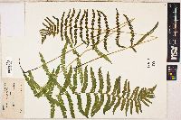 Dryopteris thelypteris image