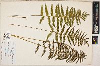 Dryopteris thelypteris image