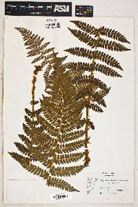 Polystichum braunii var. purshii image