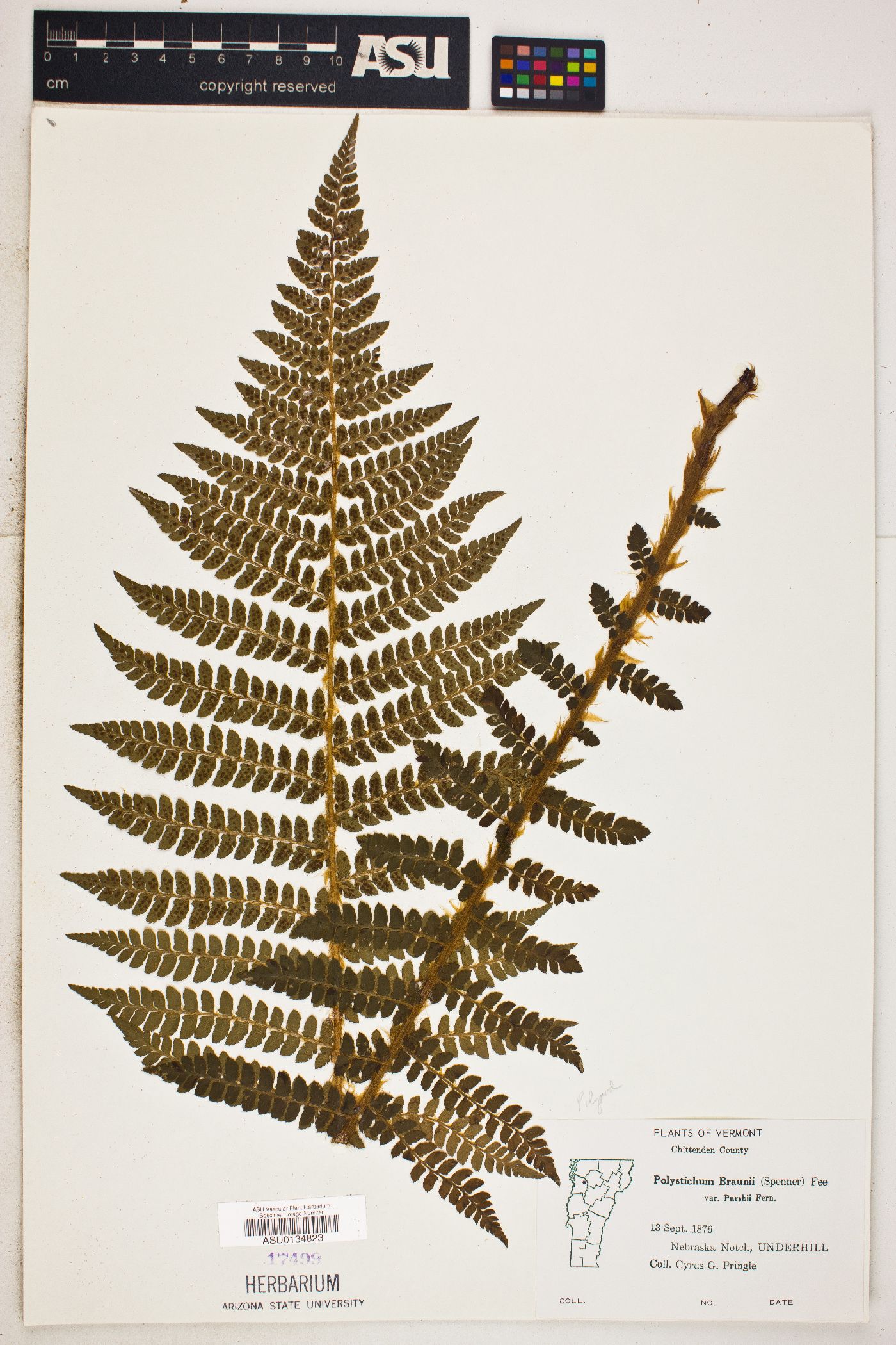 Polystichum braunii var. purshii image