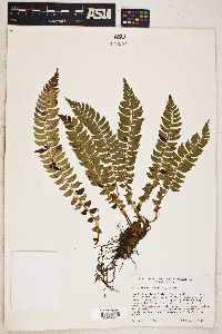 Polystichum lonchitis image