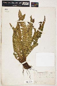 Polystichum lonchitis image