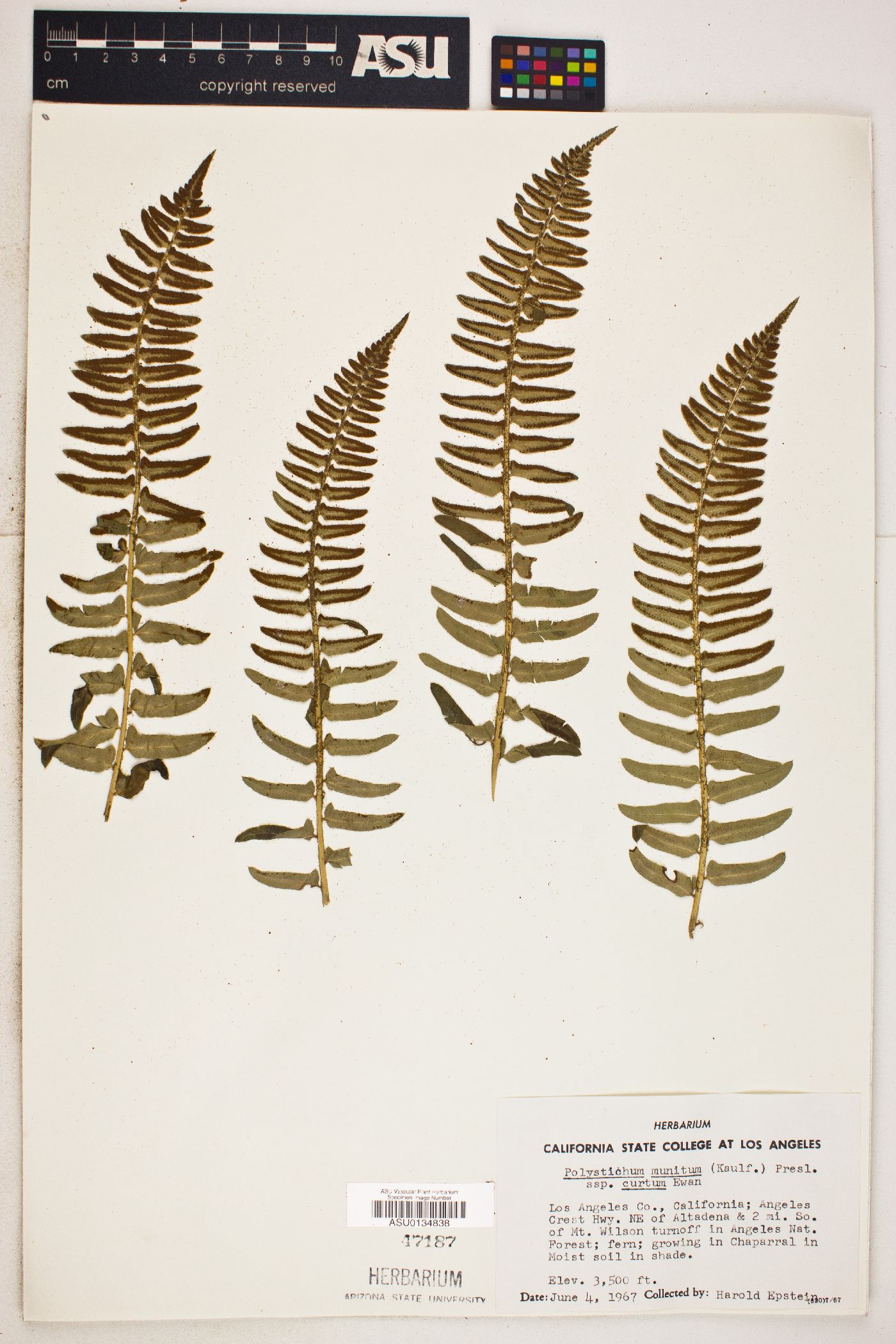 Polystichum munitum subsp. curtum image