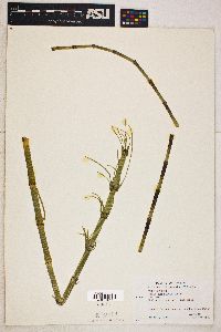 Equisetum fluviatile image