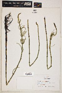 Equisetum fluviatile image