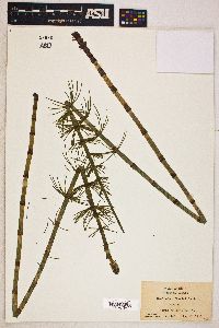 Equisetum fluviatile image