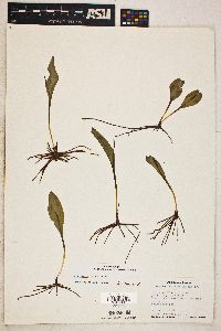 Ophioglossum engelmannii image