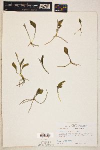 Ophioglossum petiolatum image