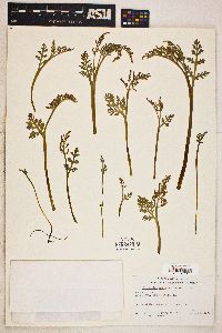 Botrychium matricariifolium image