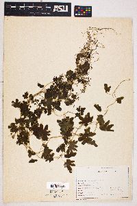 Lygodium palmatum image