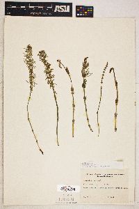 Equisetum palustre image