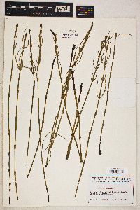 Equisetum palustre image