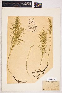 Equisetum pratense image