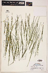 Equisetum scirpoides image