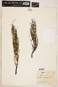 Equisetum scirpoides image