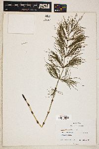 Equisetum sylvaticum image