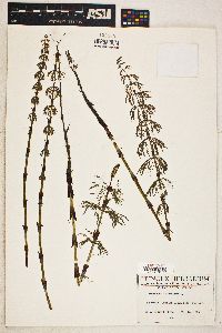 Equisetum sylvaticum image