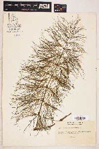 Equisetum sylvaticum image