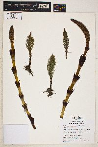 Equisetum telmateia image