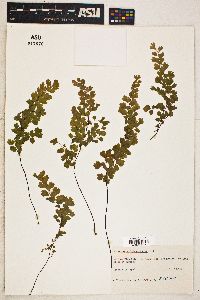 Adiantum capillus-veneris image