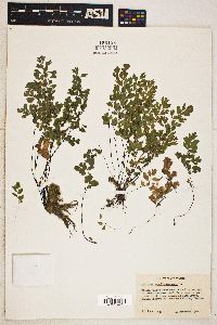 Adiantum capillus-veneris image