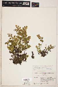 Adiantum capillus-veneris image