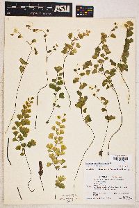 Adiantum capillus-veneris image