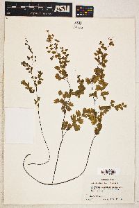 Adiantum capillus-veneris image