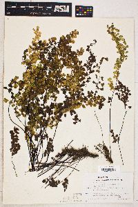 Adiantum capillus-veneris image