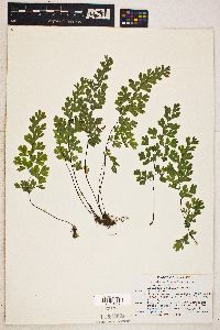 Adiantum capillus-veneris image