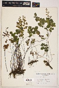 Adiantum capillus-veneris image