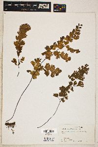 Adiantum capillus-veneris image