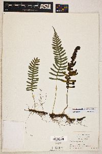 Polypodium appalachianum image