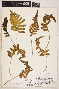 Polypodium californicum image