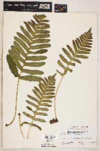 Polypodium californicum image