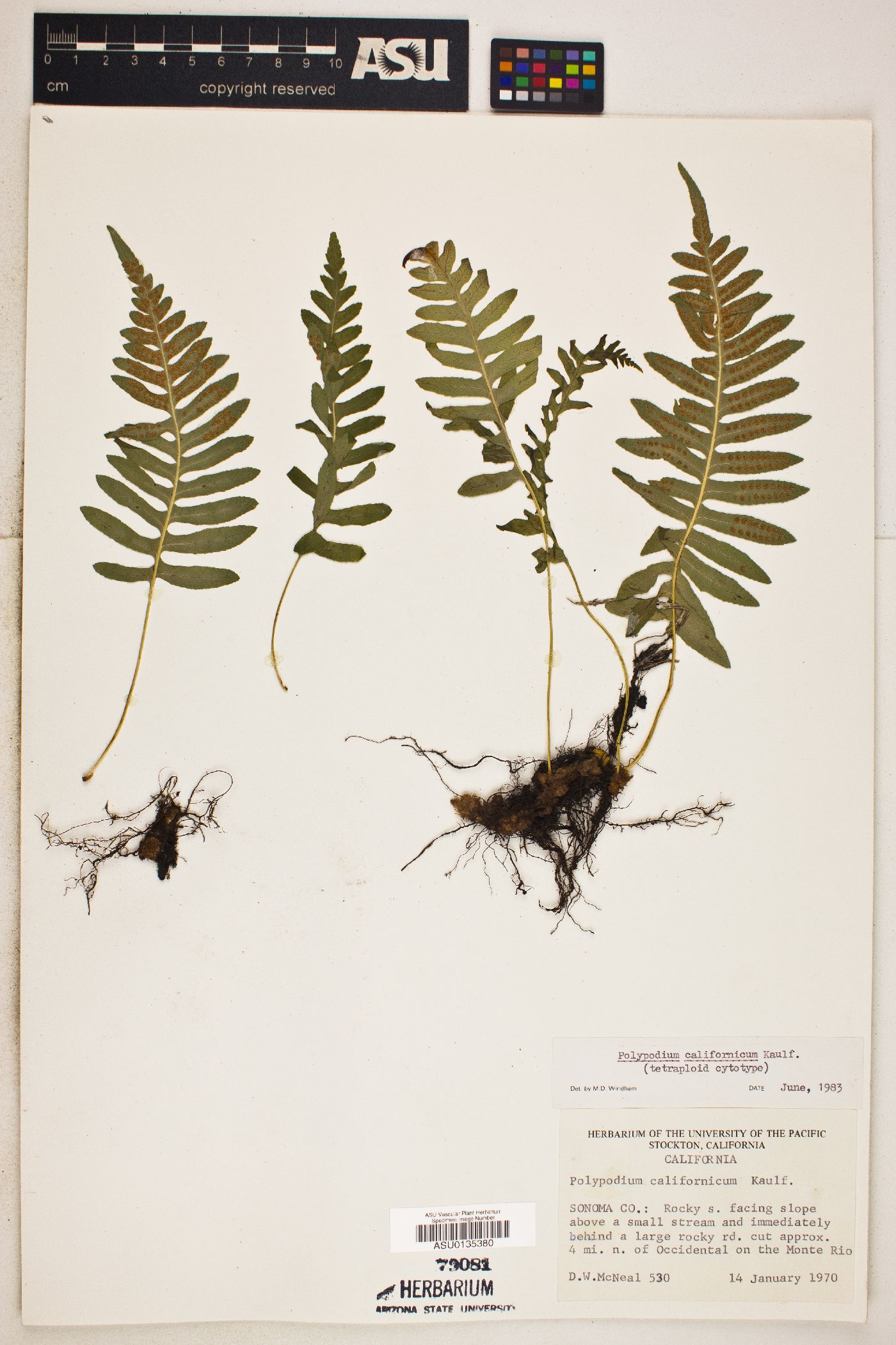 Polypodium californicum image