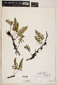 Polypodium polypodioides image